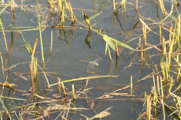 Wildlife sightings for 26th July 2024